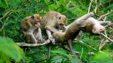 Macaca fascicularis (kera ekor panjang, monyet ekor panjang, uzun kuyruklu makak, yengeç yiyen maymun, cynomolgus macaque) eşiyle birlikte)