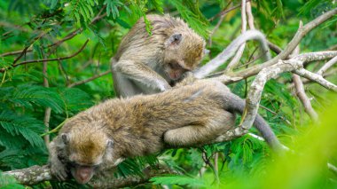 Macaca fascicularis (kera ekor panjang, monyet ekor panjang, uzun kuyruklu makak, yengeç yiyen maymun, cynomolgus macaque) eşiyle birlikte)