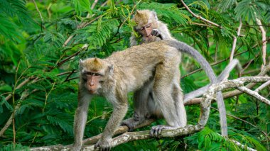 Macaca fascicularis (kera ekor panjang, monyet ekor panjang, uzun kuyruklu makak, yengeç yiyen maymun, cynomolgus macaque) eşiyle birlikte)