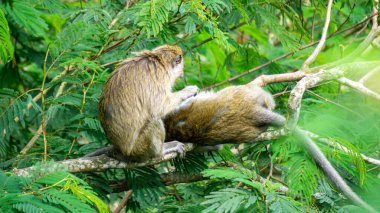 Macaca fascicularis (kera ekor panjang, monyet ekor panjang, long-tailed macaque, crab-eating monkey, cynomolgus macaque) with his mate clipart