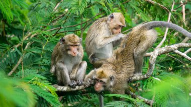 Macaca fascicularis (kera ekor panjang, monyet ekor panjang, uzun kuyruklu makak, yengeç yiyen maymun, cynomolgus macaque) eşiyle birlikte)