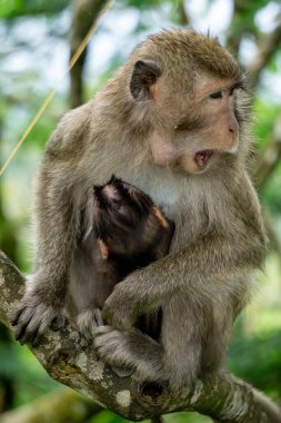 Macaca fascicularis (kera ekor panjang, monyet ekor panjang, uzun kuyruklu makak, yengeç yiyen maymun, cynomolgus macaque) bebeğiyle birlikte)