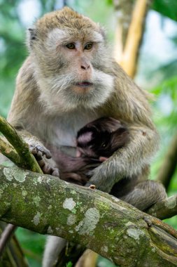 Macaca fascicularis (kera ekor panjang, monyet ekor panjang, uzun kuyruklu makak, yengeç yiyen maymun, cynomolgus macaque) bebeğiyle birlikte)