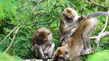 Macaca fascicularis (kera ekor panjang, monyet ekor panjang, uzun kuyruklu makak, yengeç yiyen maymun, cynomolgus macaque) eşiyle birlikte)