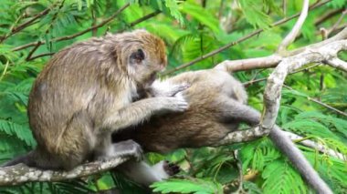 Macaca fascicularis (kera ekor panjang, monyet ekor panjang, uzun kuyruklu makak, yengeç yiyen maymun, cynomolgus macaque) eşiyle birlikte)