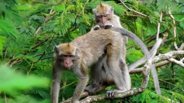 Macaca fascicularis (kera ekor panjang, monyet ekor panjang, uzun kuyruklu makak, yengeç yiyen maymun, cynomolgus macaque) eşiyle birlikte)