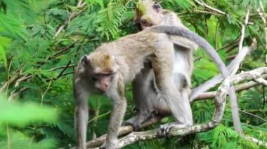 Macaca fascicularis (kera ekor panjang, monyet ekor panjang, uzun kuyruklu makak, yengeç yiyen maymun, cynomolgus macaque) eşiyle birlikte)