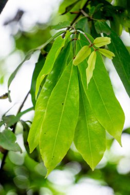 Saraca asoca (ashoka ağacı, Pohon asoka) ağacı. Geleneksel Budist törenlerinde, Ashoka çiçeği her zaman güzellik ve umudun sembolü olmuştur..