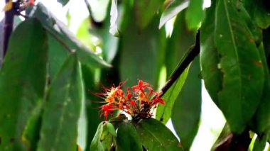 Saraca asoca (ashoka ağacı, Pohon asoka) ağacı. Geleneksel Budist törenlerinde, Ashoka çiçeği her zaman güzellik ve umudun sembolü olmuştur..