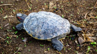 Kırmızı kulaklı kaydırıcı (kırmızı kulaklı terrapin, Trachemys script elegans, Trachemys script). Kırmızı kulaklı kaydırıcı, dünyanın en saldırgan 100 türü listesine dahil edilmiştir.