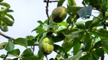 Pachira aquatica (Malabar kestanesi, Fransız fıstığı, Pumpo, Jelinjoche, Para Ağacı, Para Fabrikası, Serissa Japonya). Bu ağaç örgülü gövde ile satılır ve genellikle süs bitkisi olarak yetiştirilir..