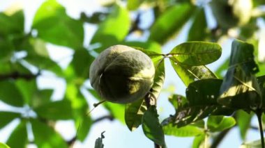 Pachira aquatica (Malabar kestanesi, Fransız fıstığı, Pumpo, Jelinjoche, Para Ağacı, Para Fabrikası, Serissa Japonya). Bu ağaç örgülü gövde ile satılır ve genellikle süs bitkisi olarak yetiştirilir..