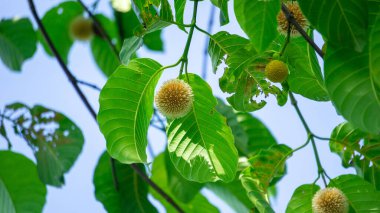 Neolamarckia cadamba (Jabon, Nauclea cadamba, burflower-tree, laran, Leichhardt pine, kadam, empayang, worotua). Bu ağaç kibrit çöpleri, ayakkabı tabanları, tahtalar ve bu ağaç Hindistan 'da kutsaldır.