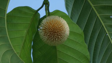 Neolamarckia cadamba (Jabon, Nauclea cadamba, burflower-tree, laran, Leichhardt pine, kadam, empayang, worotua). This tree is used for matchsticks, shoe soles, boards and this tree is sacred in India clipart