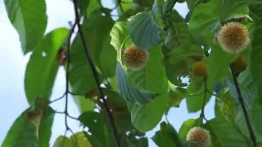 Neolamarckia cadamba (Jabon, Nauclea cadamba, burflower-tree, laran, Leichhardt pine, kadam, empayang, worotua). Bu ağaç kibrit çöpleri, ayakkabı tabanları, tahtalar ve bu ağaç Hindistan 'da kutsaldır.