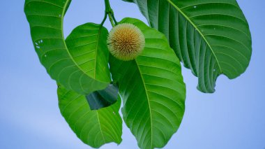 Neolamarckia cadamba (Jabon, Nauclea cadamba, burflower-tree, laran, Leichhardt pine, kadam, empayang, worotua). This tree is used for matchsticks, shoe soles, boards and this tree is sacred in India clipart