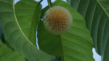 Neolamarckia cadamba (Jabon, Nauclea cadamba, burflower-tree, laran, Leichhardt pine, kadam, empayang, worotua). This tree is used for matchsticks, shoe soles, boards and this tree is sacred in India clipart