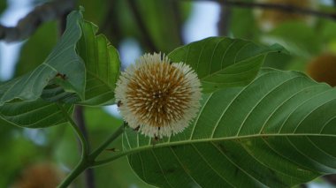 Neolamarckia cadamba (Jabon, Nauclea cadamba, burflower-tree, laran, Leichhardt pine, kadam, empayang, worotua). This tree is used for matchsticks, shoe soles, boards and this tree is sacred in India clipart