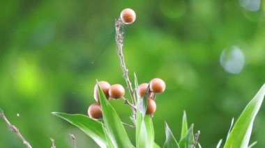 Pleomele angustifolia (Suji, suji hijau, Dracaena angustifoliae) yaprakları. Yapraklar yeşil gıda boyası yapımında kullanılır. Ayrıca geleneksel olarak çeşitli hastalıklar için ilaç olarak kullanılır.