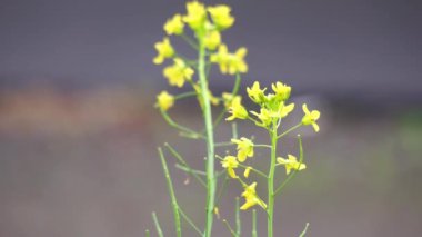Brassica rapa (Sawi bunga, şalgam tecavüzü, tarla hardalı, kuş tecavüzü, çiçek)