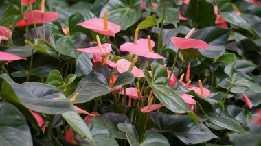 Andraeanum (flamingo çiçeği, kuyruk çiçeği, ressam paleti, yağ bezi çiçeği, lakutaf, kuping gajah) çiçeği. Tüm bitki zehirli. İçinde saponinler ve kalsiyum oksalat kristalleri var.