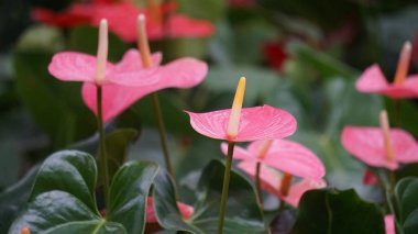 Andraeanum (flamingo çiçeği, kuyruk çiçeği, ressam paleti, yağ bezi çiçeği, lakutaf, kuping gajah) çiçeği. Tüm bitki zehirli. İçinde saponinler ve kalsiyum oksalat kristalleri var.