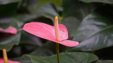 Andraeanum (flamingo çiçeği, kuyruk çiçeği, ressam paleti, yağ bezi çiçeği, lakutaf, kuping gajah) çiçeği. Tüm bitki zehirli. İçinde saponinler ve kalsiyum oksalat kristalleri var.