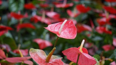 Anthurium andraeanum (flamingo flower, tailflower, painter's palette, oilcloth flower, laceleaf, kuping gajah) flower. The whole plant is toxic. It contains saponins and crystals of calcium oxalate clipart