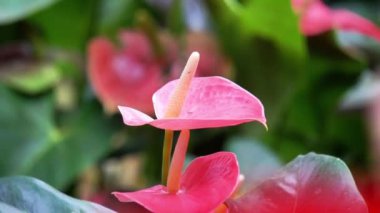 Andraeanum (flamingo çiçeği, kuyruk çiçeği, ressam paleti, yağ bezi çiçeği, lakutaf, kuping gajah) çiçeği. Tüm bitki zehirli. İçinde saponinler ve kalsiyum oksalat kristalleri var.