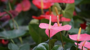 Andraeanum (flamingo çiçeği, kuyruk çiçeği, ressam paleti, yağ bezi çiçeği, lakutaf, kuping gajah) çiçeği. Tüm bitki zehirli. İçinde saponinler ve kalsiyum oksalat kristalleri var.