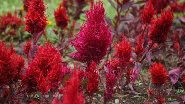 Celosia Pazar günü parkta. Celosia Pazar çiçekleri turuncu, pembe, kırmızı ve somon gibi çeşitli renklerde gelir.. 