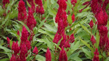 Celosia Pazar günü parkta. Celosia Pazar çiçekleri turuncu, pembe, kırmızı ve somon gibi çeşitli renklerde gelir.. 