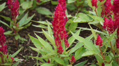 Celosia Pazar günü parkta. Celosia Pazar çiçekleri turuncu, pembe, kırmızı ve somon gibi çeşitli renklerde gelir.. 