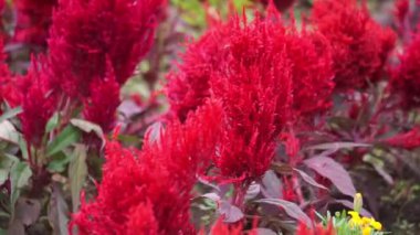 Celosia Pazar günü parkta. Celosia Pazar çiçekleri turuncu, pembe, kırmızı ve somon gibi çeşitli renklerde gelir.. 