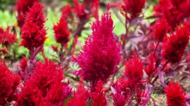 Celosia Pazar günü parkta. Celosia Pazar çiçekleri turuncu, pembe, kırmızı ve somon gibi çeşitli renklerde gelir.. 