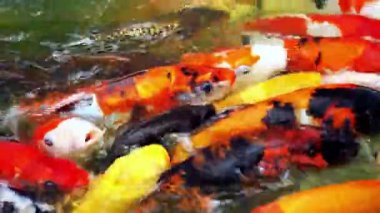Balık havuzuna saçılmış büyük koi balığı. Balıklar yemek için savaşıyor.