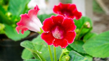 Sinningia speciosa (Gloksinia, Brazilian gloxinia). Sinningia speciosa, sometimes known in the horticultural trade as gloxinia clipart