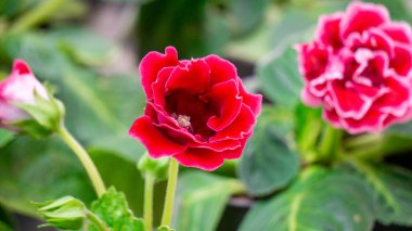 Sinningia speciosa (Gloksinia, Brazilian gloxinia). Sinningia speciosa, sometimes known in the horticultural trade as gloxinia clipart