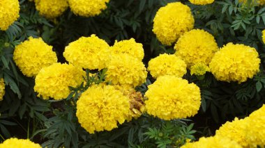 Tagetes erecta (Cocok botol, Tahi kotok, cocok botol, afrikan marigold, Tagetes erecta, Aztek marigold, Meksika marigold, büyük marigold, cempaxochitl, cempasuchil) çiçek
