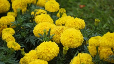 Tagetes erecta (Cocok botol, Tahi kotok, cocok botol, afrikan marigold, Tagetes erecta, Aztek marigold, Meksika marigold, büyük marigold, cempaxochitl, cempasuchil) çiçek