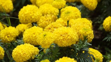 Tagetes erecta (Cocok botol, Tahi kotok, cocok botol, afrikan marigold, Tagetes erecta, Aztek marigold, Meksika marigold, büyük marigold, cempaxochitl, cempasuchil) çiçek