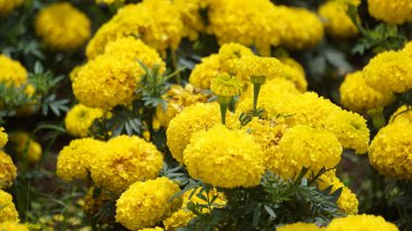 Tagetes erecta (Cocok botol, Tahi kotok, cocok botol, afrikan marigold, Tagetes erecta, Aztek marigold, Meksika marigold, büyük marigold, cempaxochitl, cempasuchil) çiçek