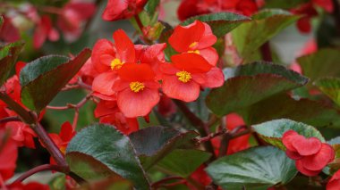 Sinningia speciosa (Gloksinia, Brezilya gloxinia). Sinningia Specosa, bazen bahçıvanlık mesleğinde gloksiya olarak bilinir.