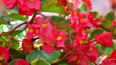Sinningia speciosa (Gloksinia, Brezilya gloxinia). Sinningia Specosa, bazen bahçıvanlık mesleğinde gloksiya olarak bilinir.
