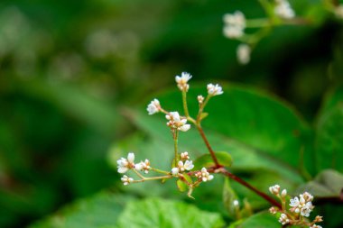 Persicaria chinensis (Polygonum chinense, sürünen akıllı ot, Çin knototu). Geleneksel Çin ilacı olarak ülser, egzama, mide ağrısı ve çeşitli iltihaplı deri hastalıklarını tedavi etmek için kullanılıyor.