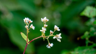Persicaria chinensis (Polygonum chinense, sürünen akıllı ot, Çin knototu). Geleneksel Çin ilacı olarak ülser, egzama, mide ağrısı ve çeşitli iltihaplı deri hastalıklarını tedavi etmek için kullanılıyor.