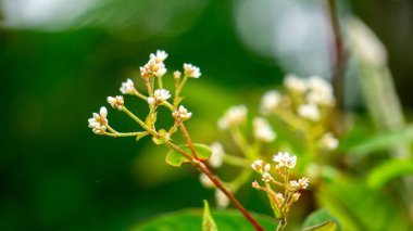 Persicaria chinensis (Polygonum chinense, sürünen akıllı ot, Çin knototu). Geleneksel Çin ilacı olarak ülser, egzama, mide ağrısı ve çeşitli iltihaplı deri hastalıklarını tedavi etmek için kullanılıyor.
