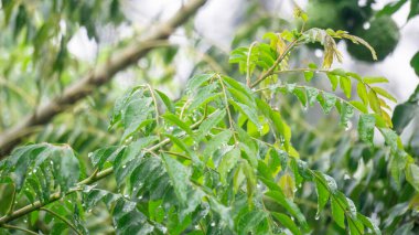 Köri ağacı (Bergera koenigii, Murraya koenigii, tatlı neem, köri yaprağı, köri ağacı). Taze yapraklar Hint mutfağının ve geleneksel Hint ilaçlarının vazgeçilmez bir parçasıdır.