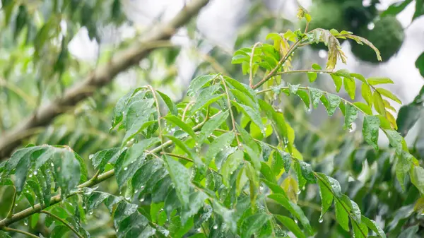 Köri ağacı (Bergera koenigii, Murraya koenigii, tatlı neem, köri yaprağı, köri ağacı). Taze yapraklar Hint mutfağının ve geleneksel Hint ilaçlarının vazgeçilmez bir parçasıdır.