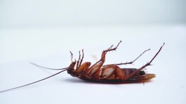 Beyaz arka planda ölen hamamböceği. Bu hayvan insanları rahatsız eden bir baş belası.
